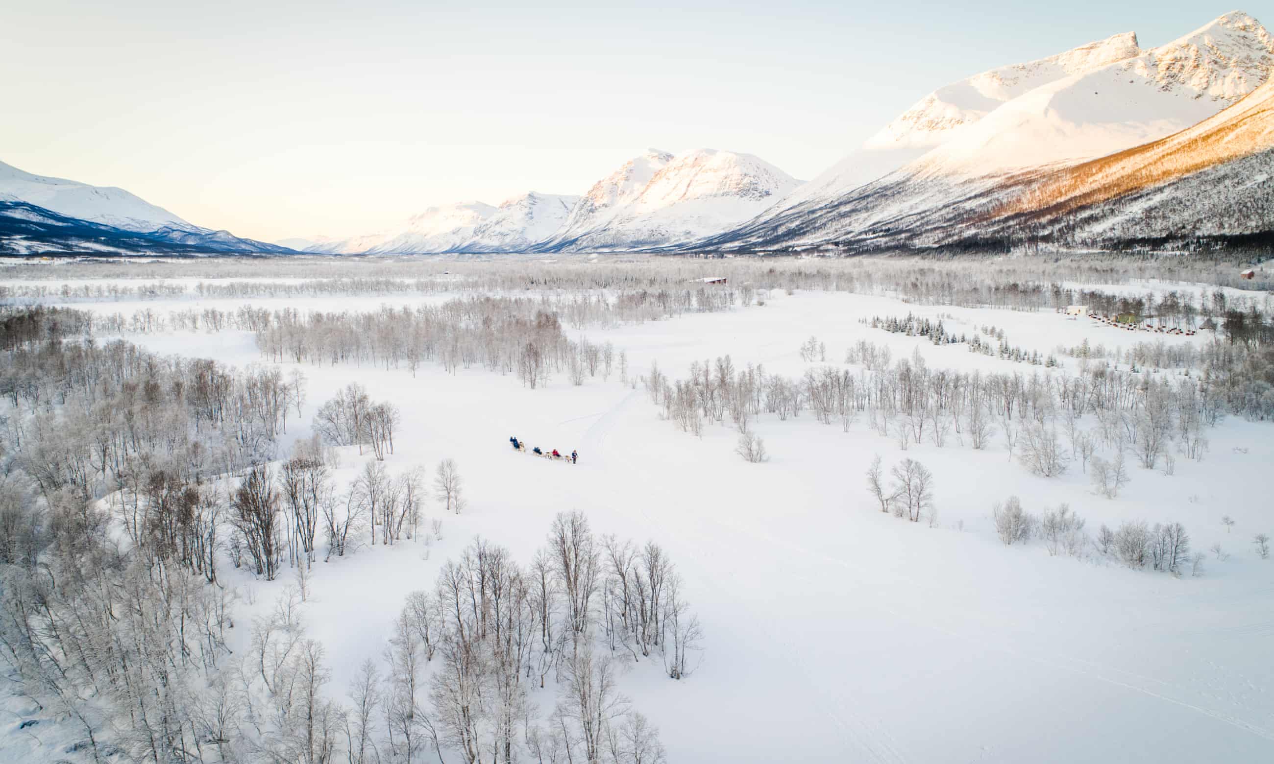 "The Treeline is Out of Control’: How the Climate Crisis is Turning the Arctic green
