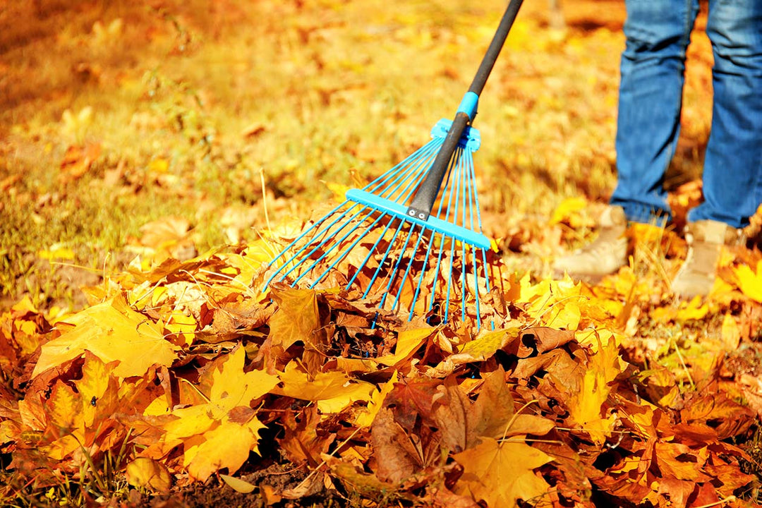 Green Living Supply, organic, sustainable products, raking leaves