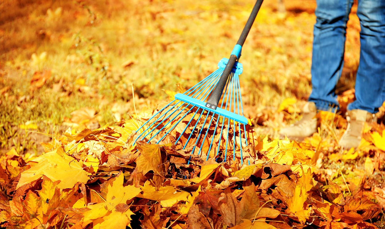 Fall cleanup, a man raking a pile of gold and red leaves.