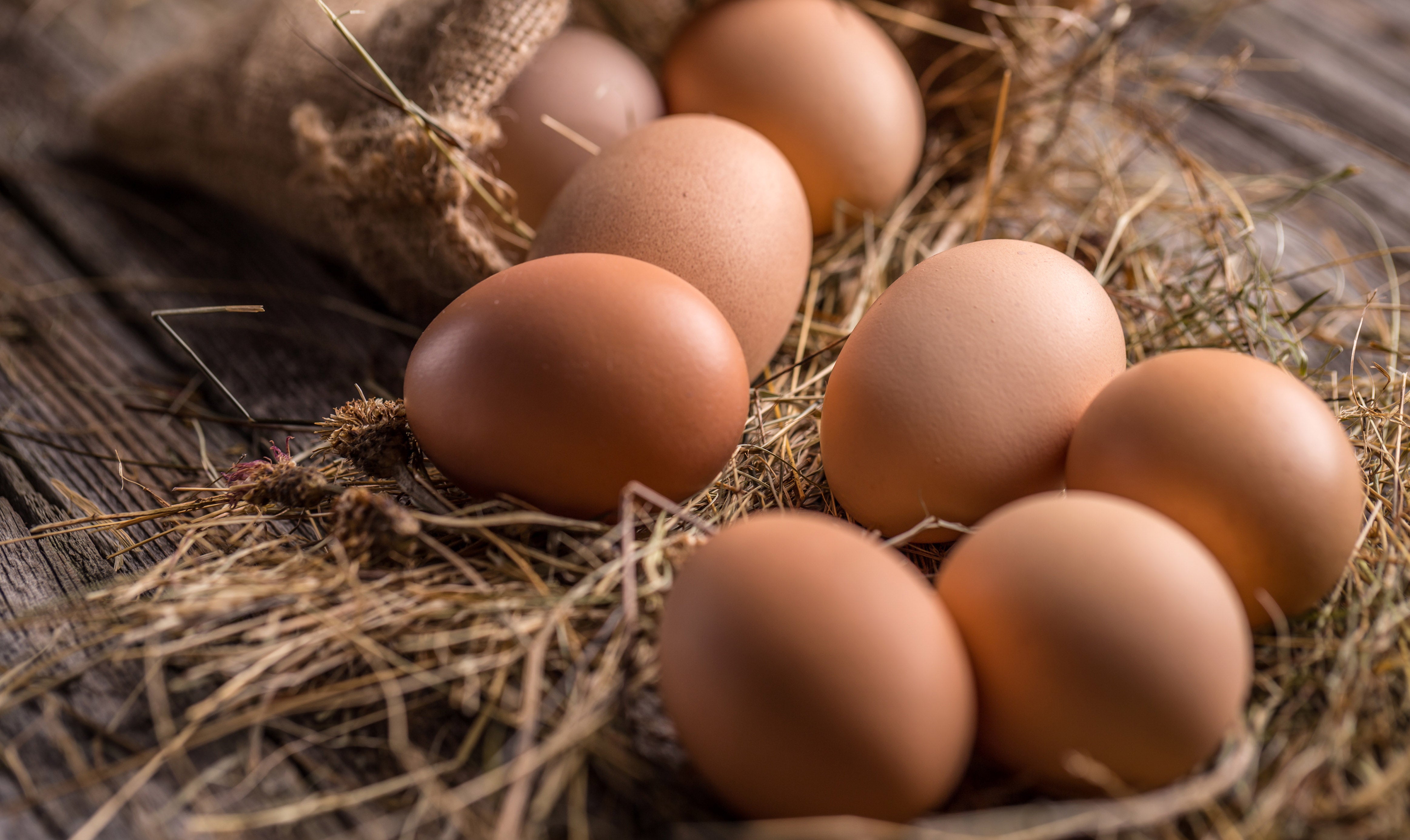 Brown eggs from the farm, not the store, sitting in a bed of straw