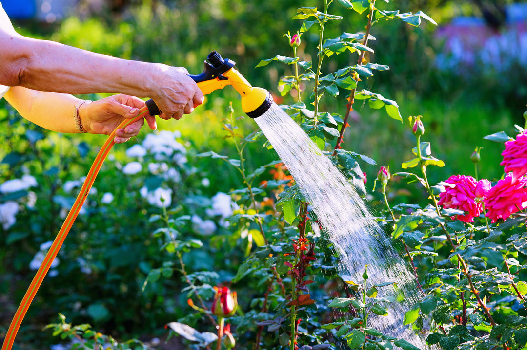 Watering Plants: Top Tips on What to Do and When