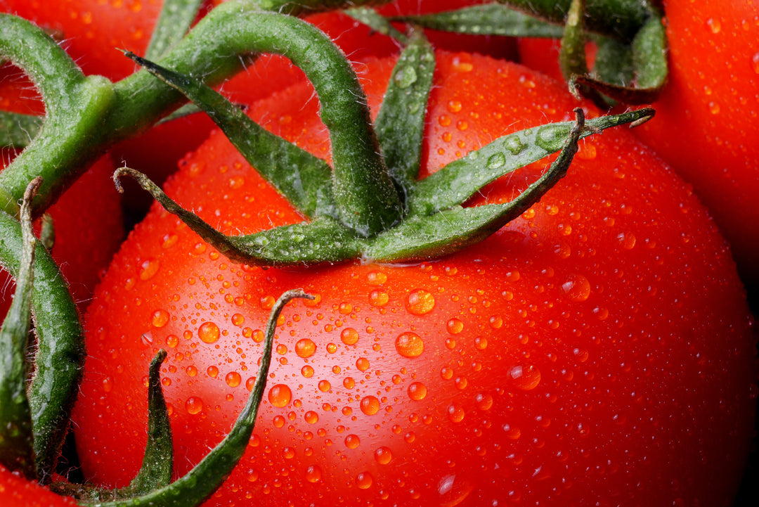 How to Plant, Grow and Care for Tomatoes