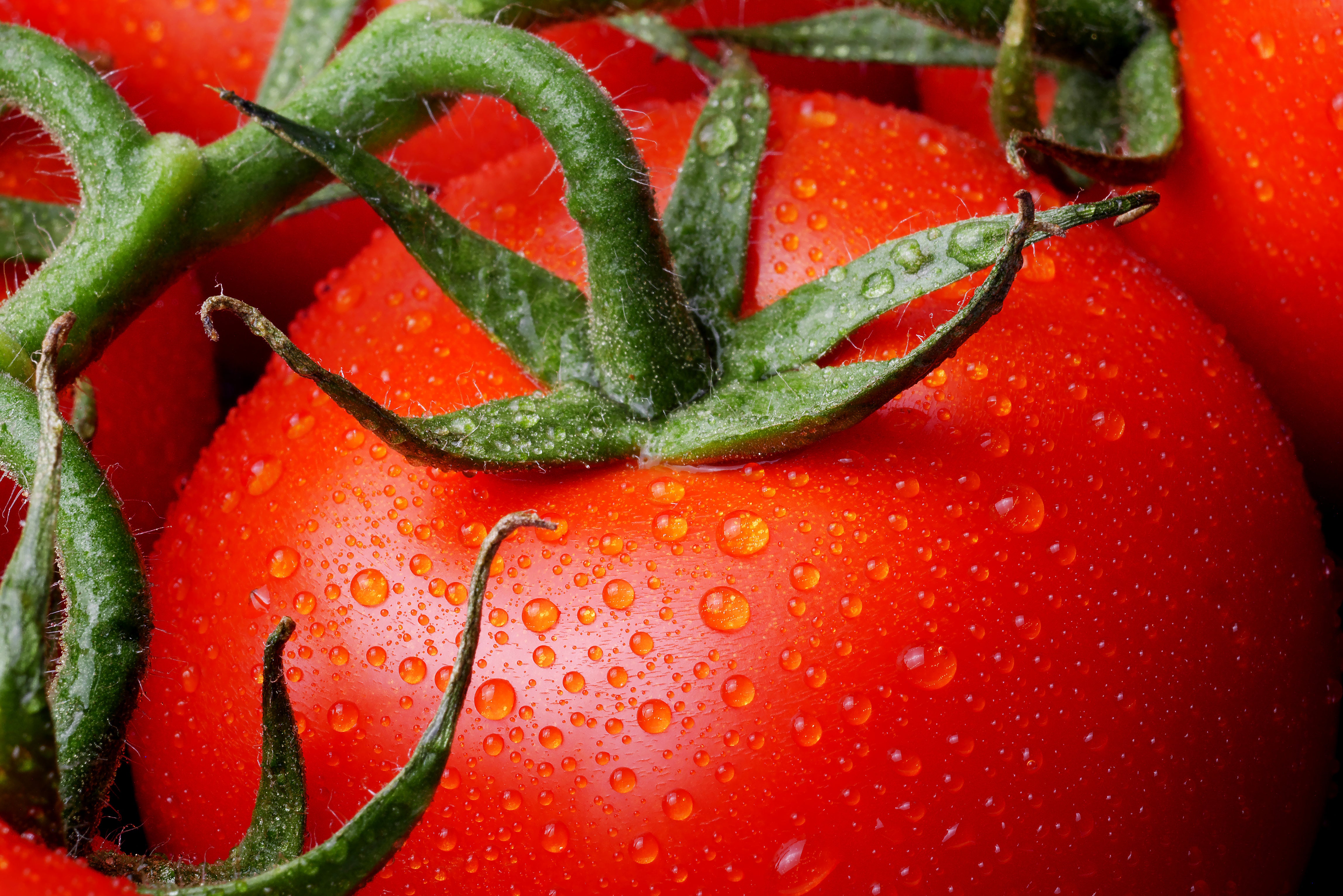 How to Plant, Grow and Care for Tomatoes