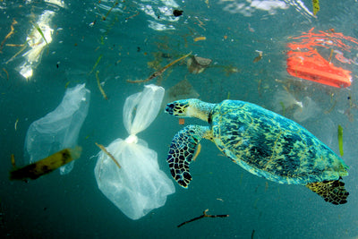 The Surge in Non-Degradable Bags - 4 Trillion Used
