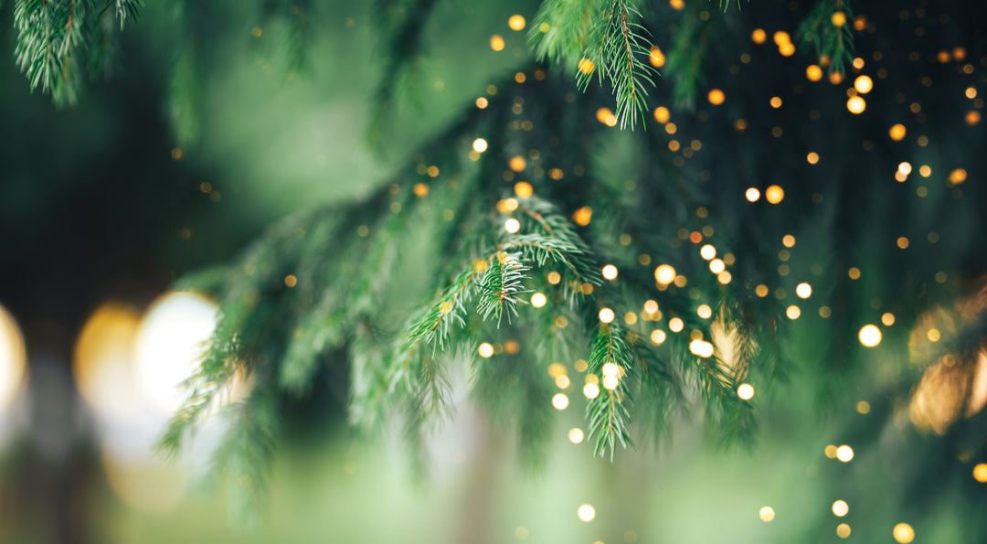 How To Extend the Life of Your Christmas Tree