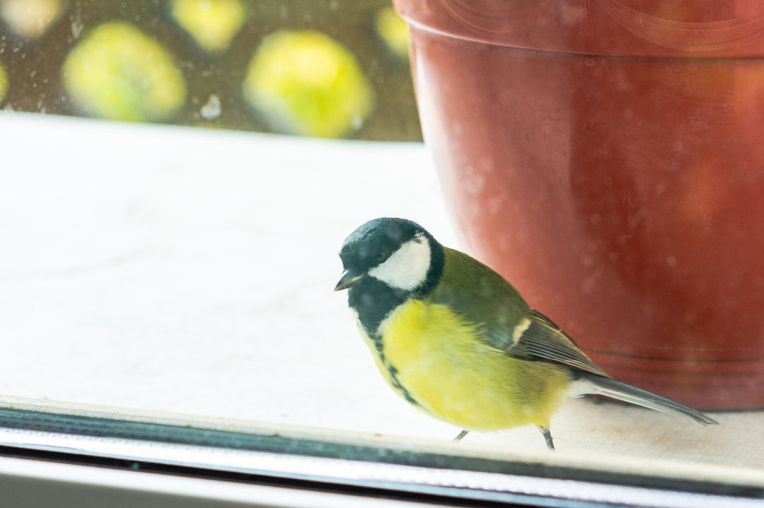 small bird with yellow belly sitting on window sill, story by Green Living Supply