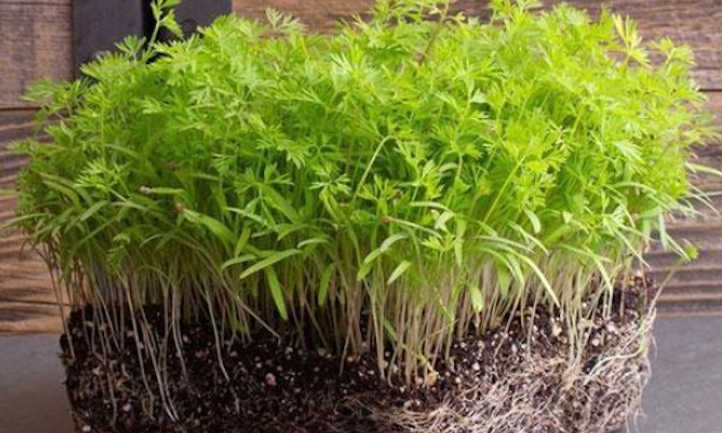 Carrot Migrogreens are easy to grow, check out our article at Green Living Supply