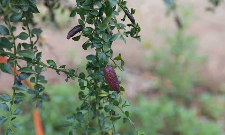 The finger lime tree produces small fruit packed with juice-filled vesicles. Source: mmmavocado