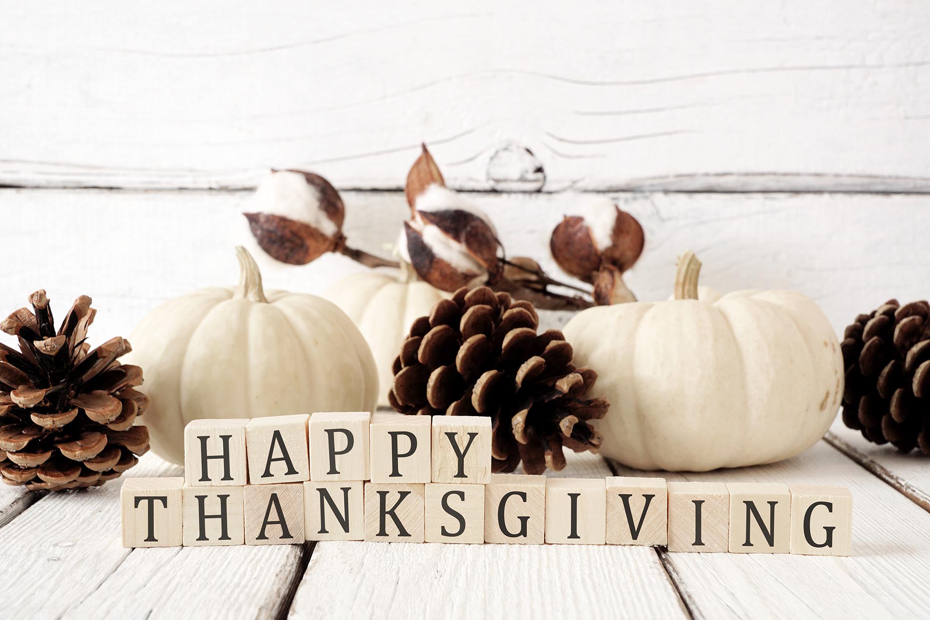 White gourds with pine cones, Happy Thanksgiving from Green Living Supply