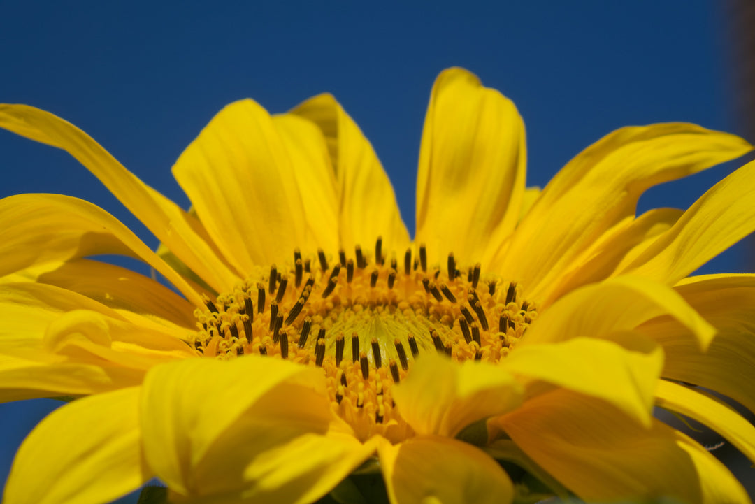 Sunflower, sustainable gardening with Green Living Supply
