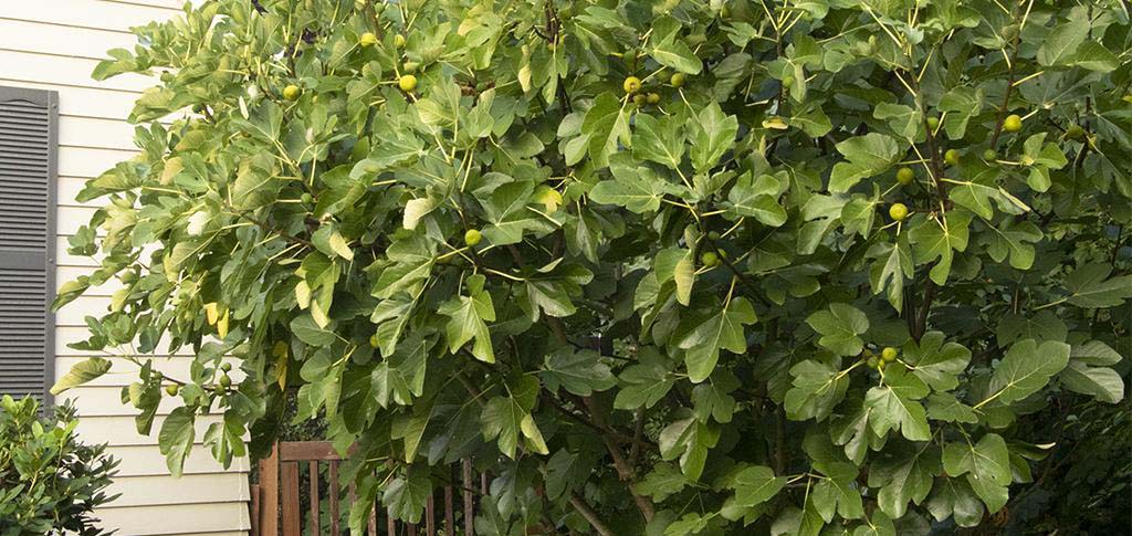 How to grow fig trees, article on Green Living Supply blog