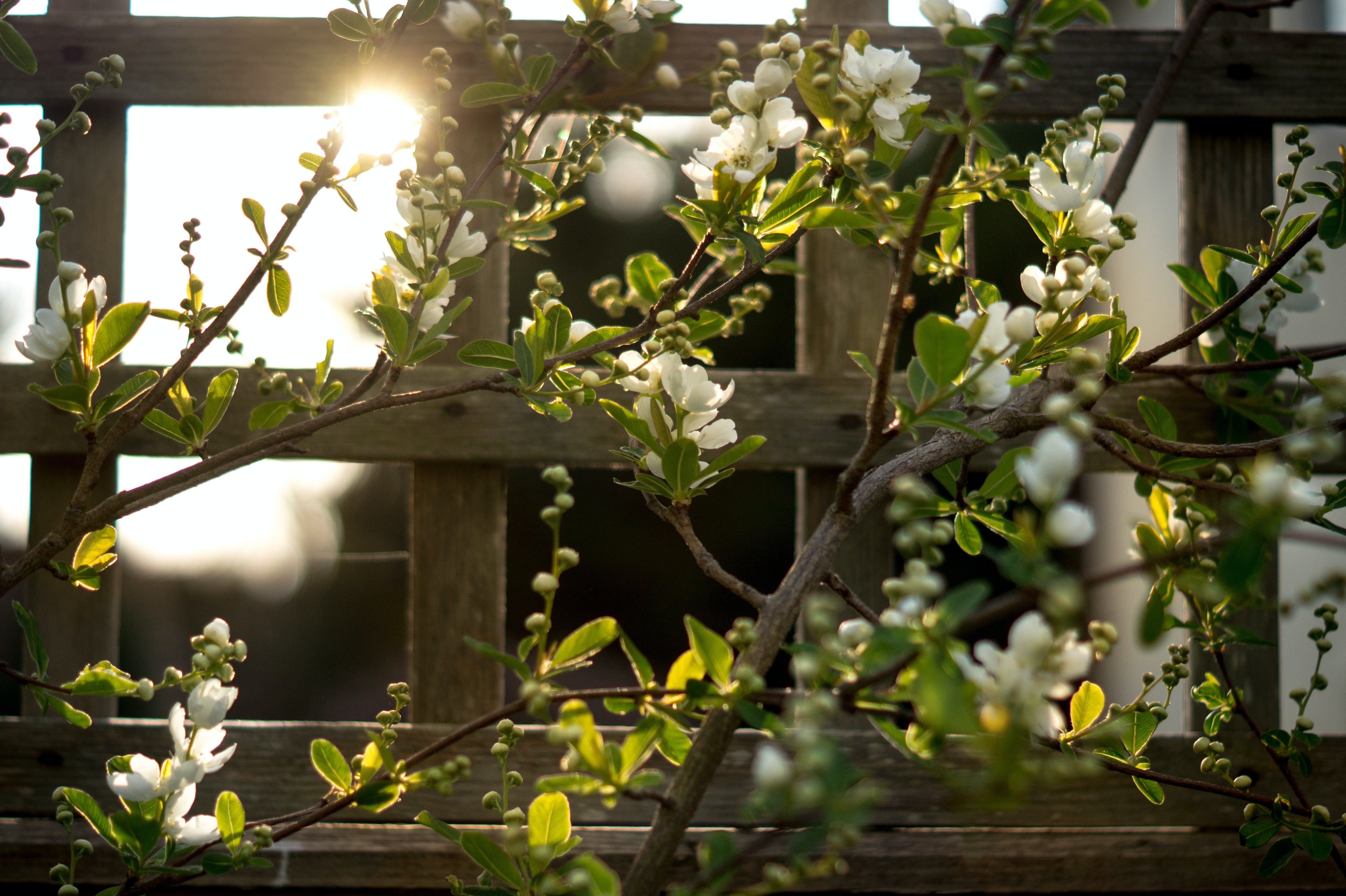Gardening, horizontal gardening, garden, gardening, green living supply, go green