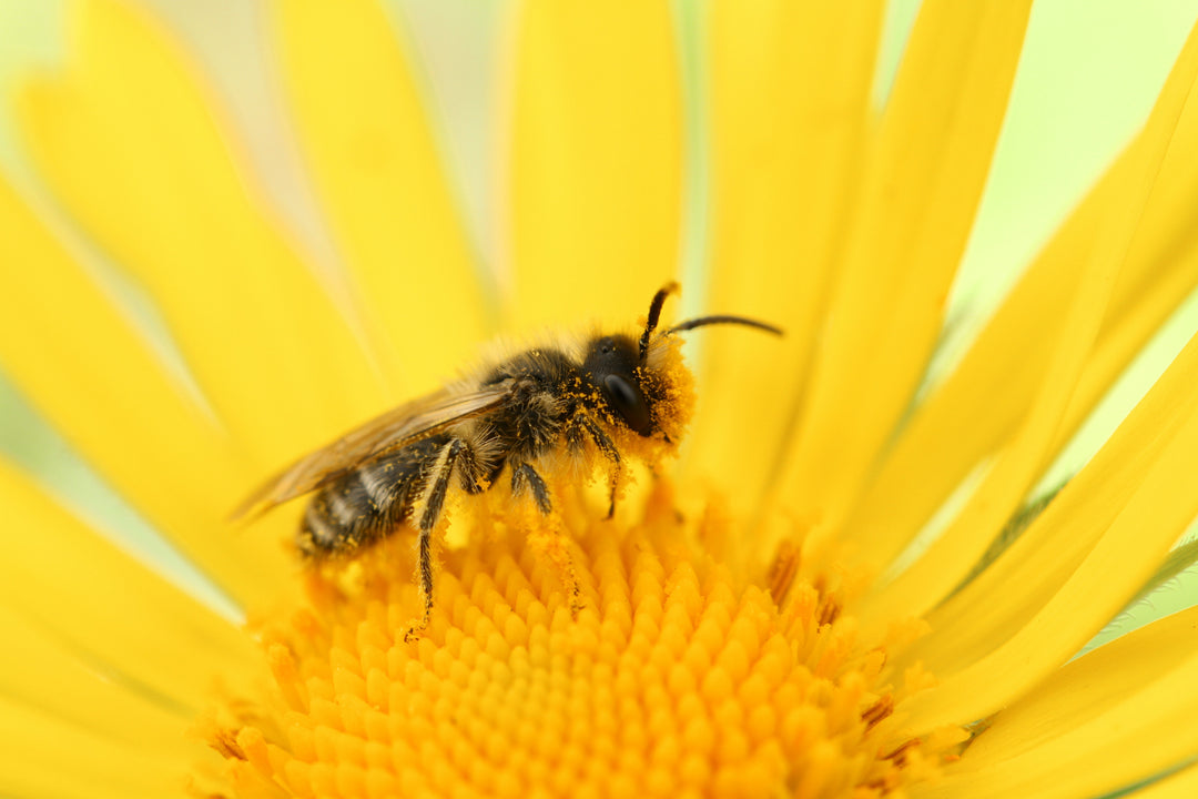 A bee on a yellow daisy.  This picture can be found on Green Living Supply
