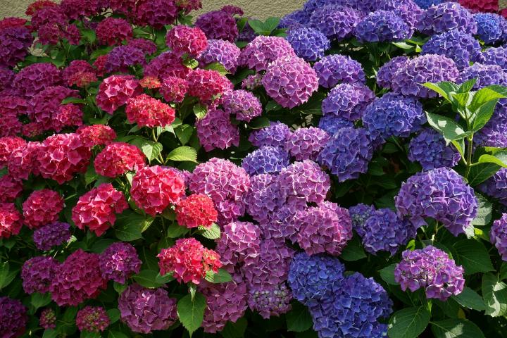 How To Plant Hydrangeas | Gardening Tips