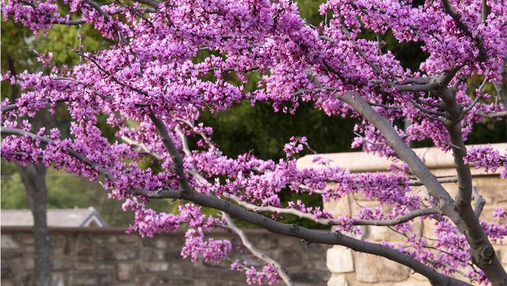 Beautiful Plants for Firewise Scaping.  Landscaping, gardening using trees.