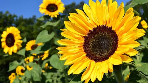 The Many Mental Health Benefits of Gardening