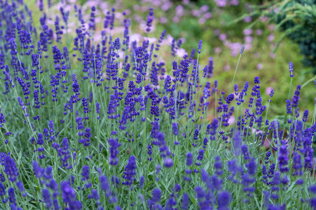 wild flowers, lavendar, 7 best plants for pollination