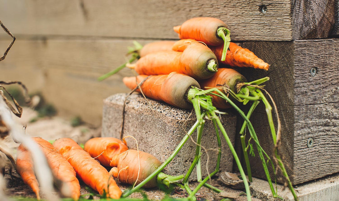 Fresh picked carrots with the greens still on, sitting on a wooden step - successful urban gardening