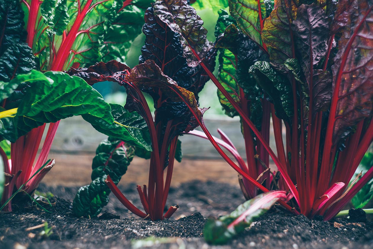 Sustainable Gardening: It’s All The Rage!