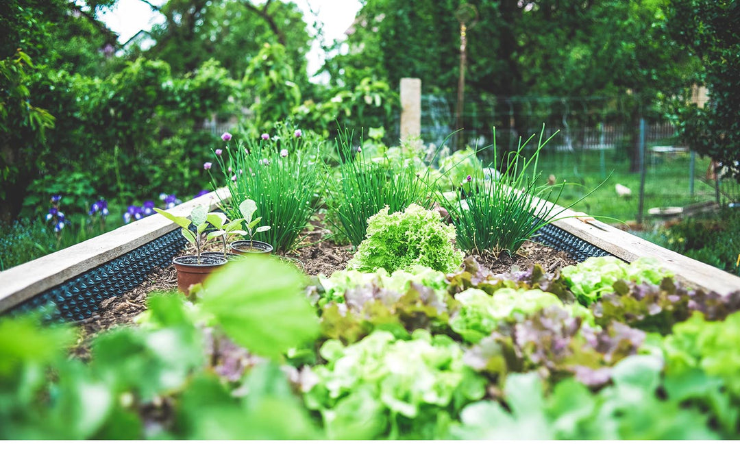 Urban Gardening: Growing Lettuce & Salad Leaves in Containers