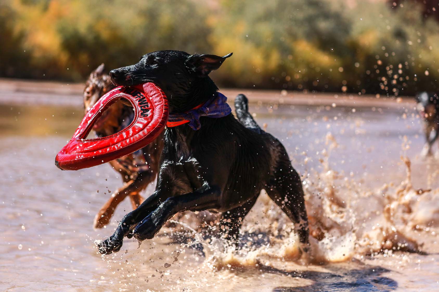 Dogs running in the water, ready for a bath in a large pet grooming tub sold at Green Living Supply
