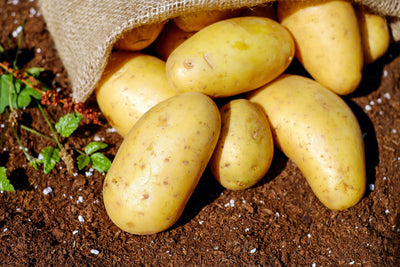 Plant Now For New Spring Potatoes