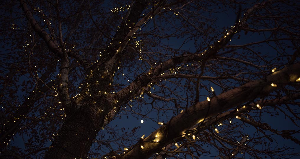 Outdoor tree wrapped in lights against the night sky - Green Living Supply
