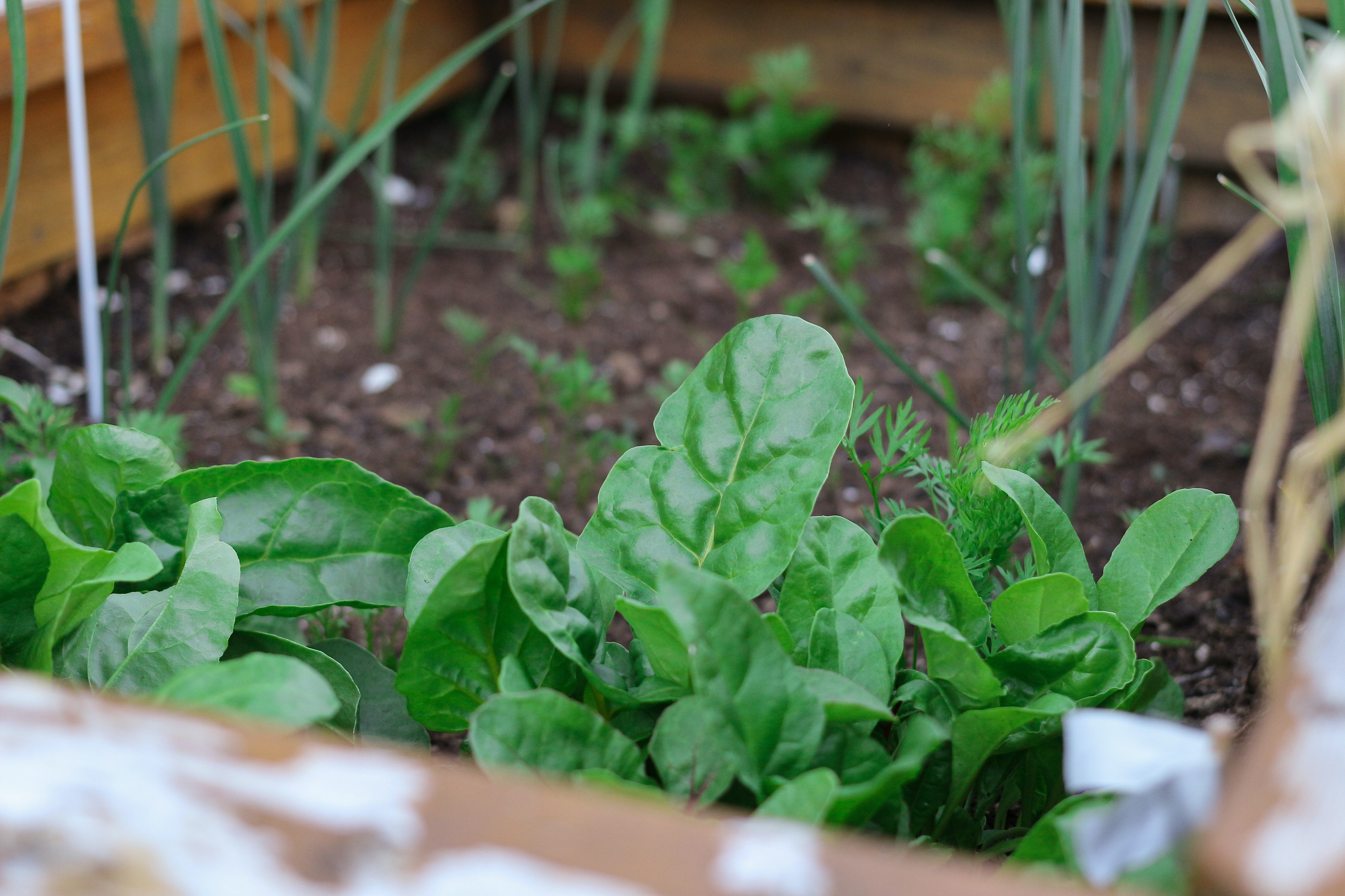 Growing spinach, gardening, go green, green living supply