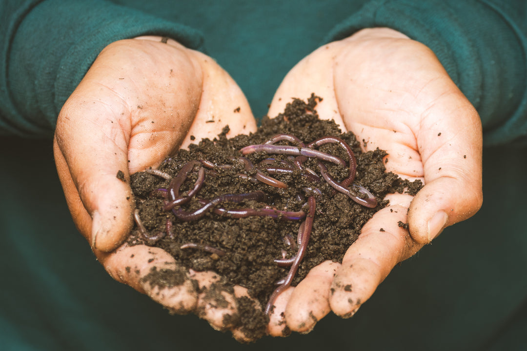 organic, sustainable worm farming used for composting
