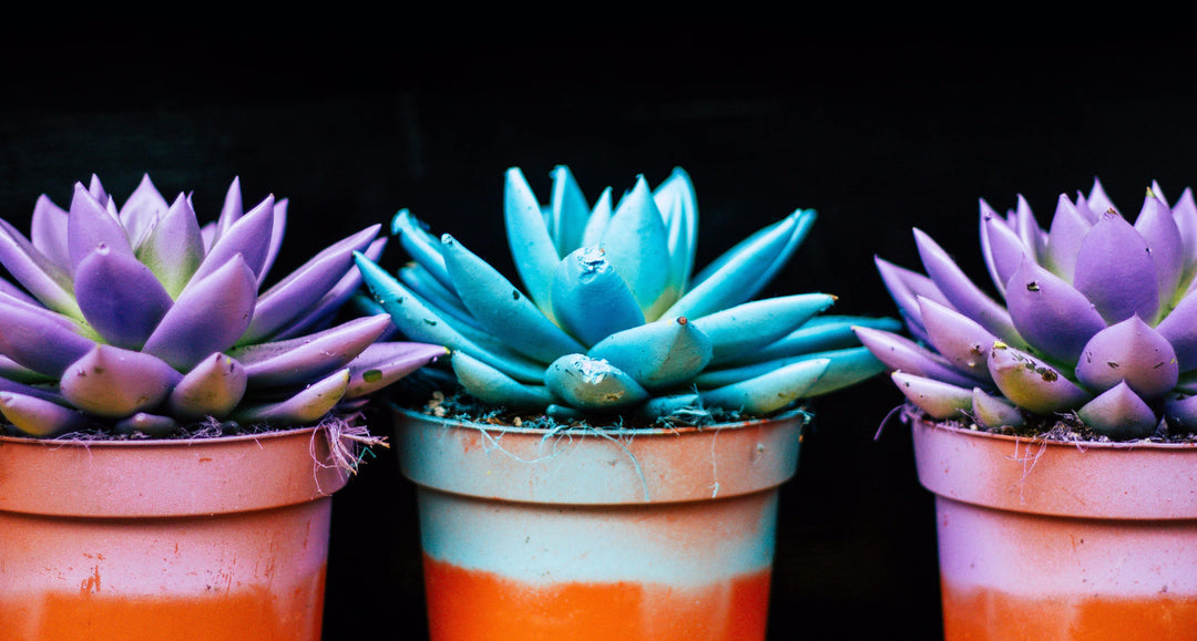 Beautifully colored plants in terracotta pots, pot-scaping is the gardening trend you need to know about.