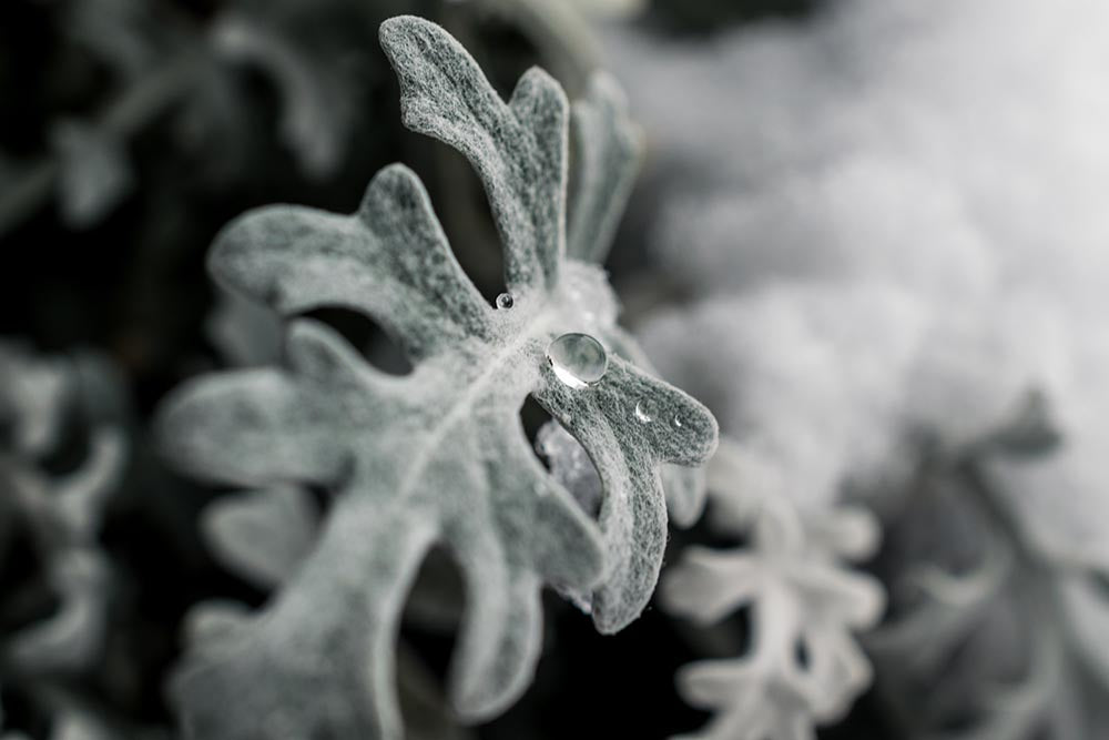 Winter Gardening - Ice formed on leaf -Green Living Supply
