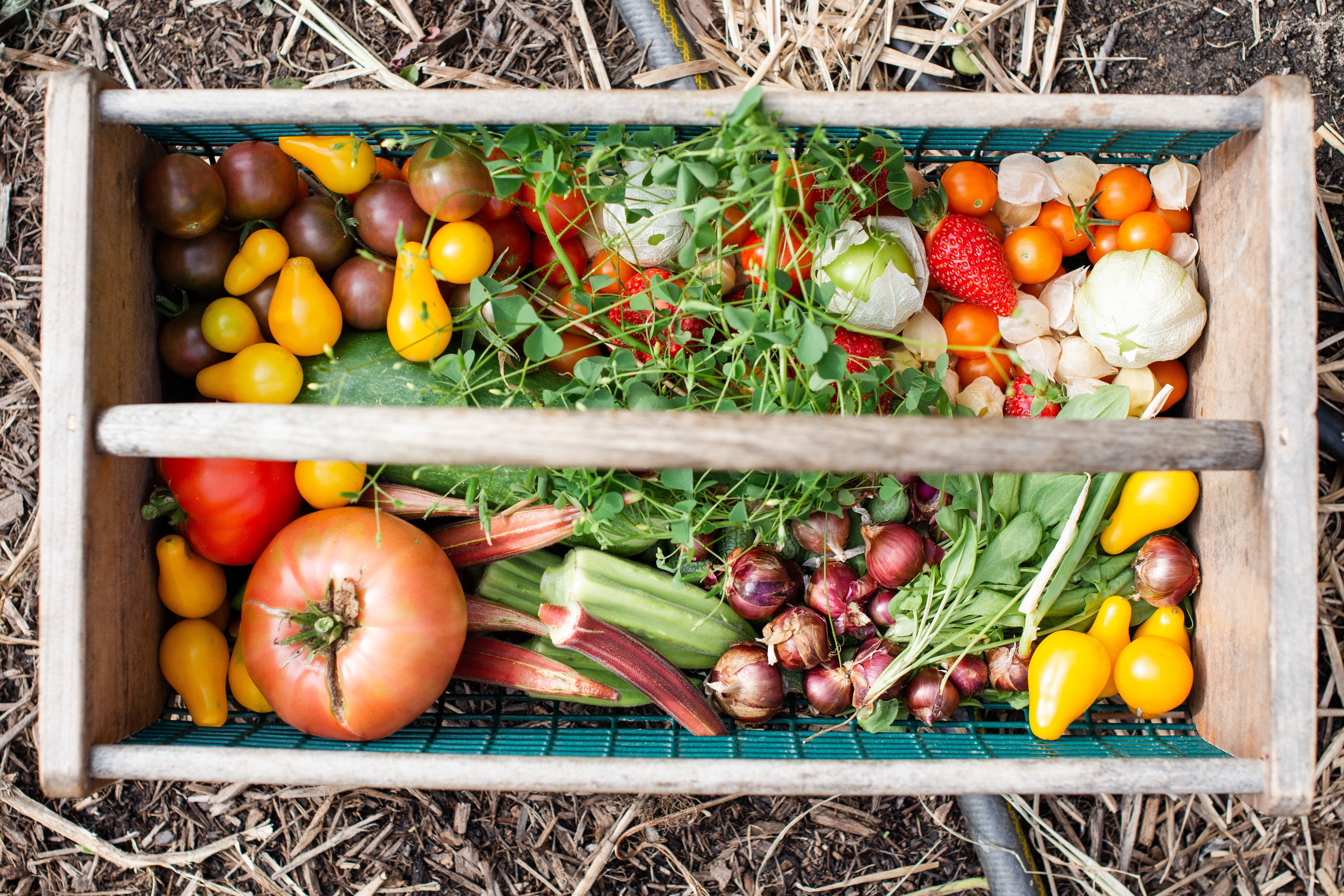 Gardening Tips for Beginners, sustainable gardening, organic, compost, Green Living Supply