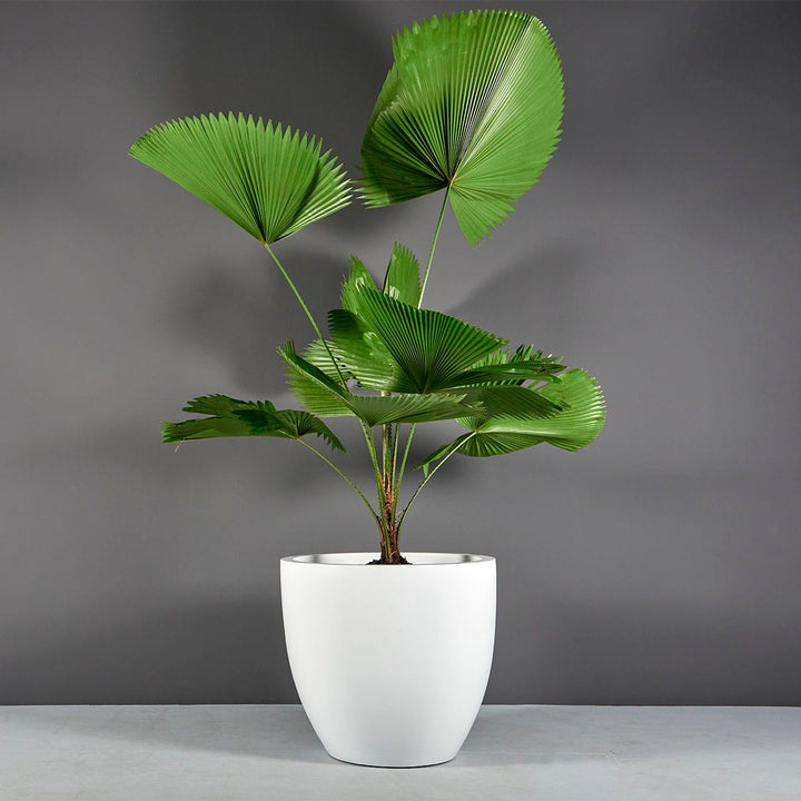 Jay Scotts Wannsee Extra Large Round Planter