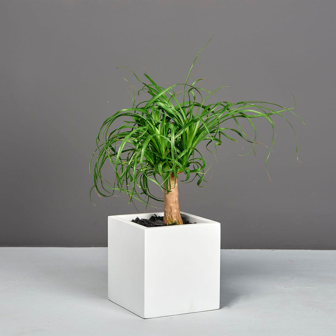 Jay Scotts Tonto Small Cube Planter