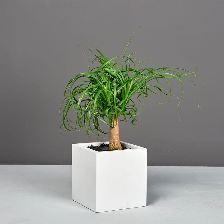 Jay Scotts Tonto Small Cube Planter
