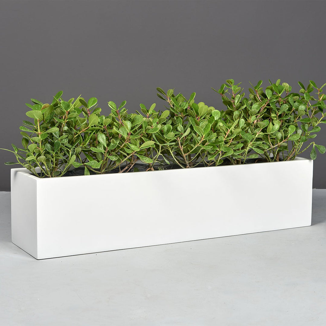 Jay Scott's Monaco Rectangle Planter, a long white fiberglass planter with a sleek, smooth rectangular design and green plants.