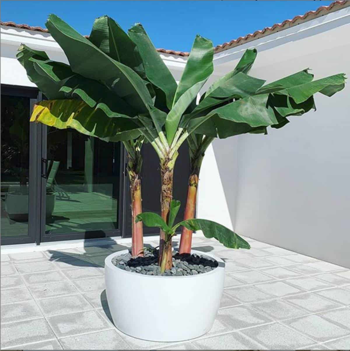 Jay Scotts Casablanca Bowl Planter