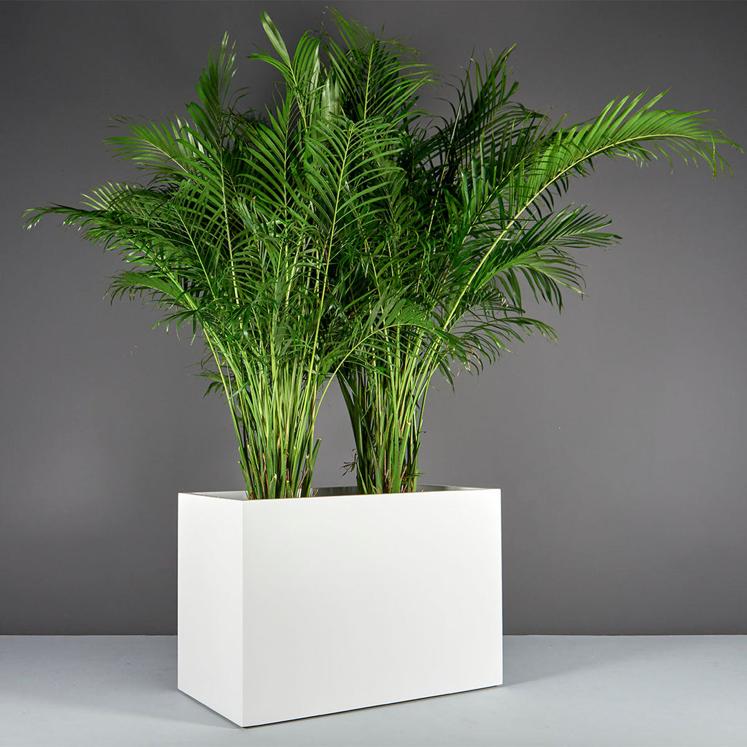Jay Scotts Brisbane Wide Rectangular Planter