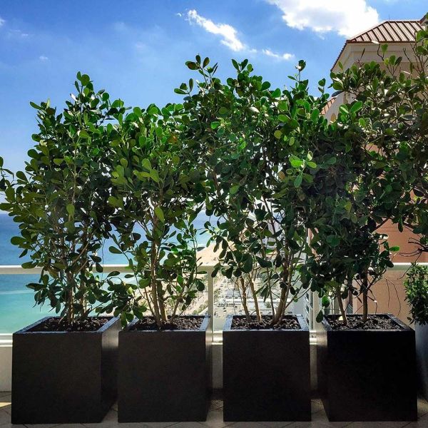 Jay Scotts Montroy Cube Planter 22" L x 22" W x 22" H