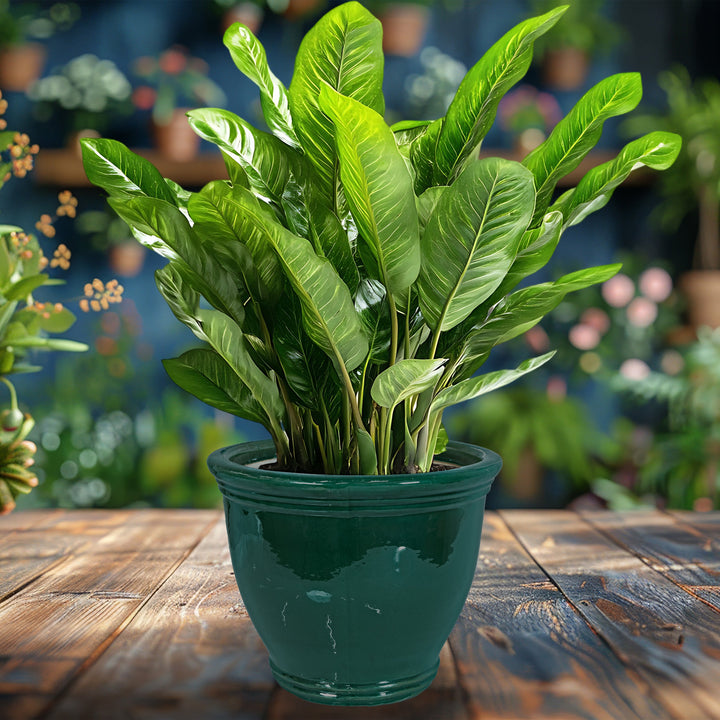Round Glazed Ceramic Planter with Drainage
