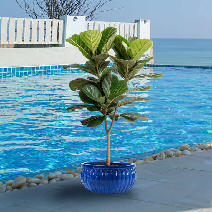 Ribbed Glazed Ceramic Planter Bowl - Imperial Blue