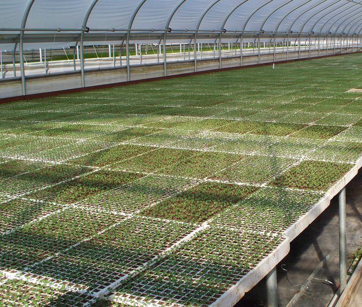 RSI Hydroponic Seed Trays -128 plugs ( 2 pack)
