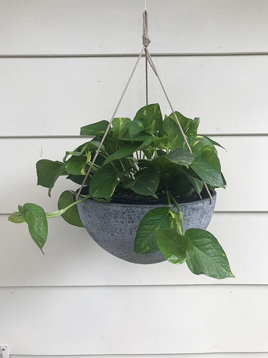 NEW FOR 2022  Hanging Planter