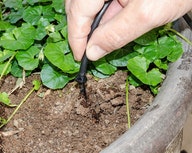 GENESIS 24FT Dripper Watering Kit